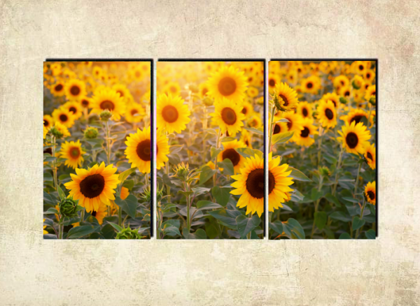 Cuadro Girasoles